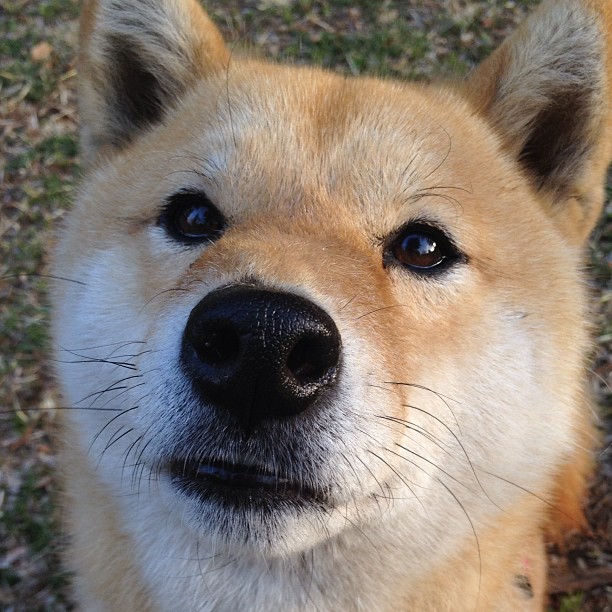 五大联赛是否通过压迫站位引导对手传球方向,五大联赛赛前分析
