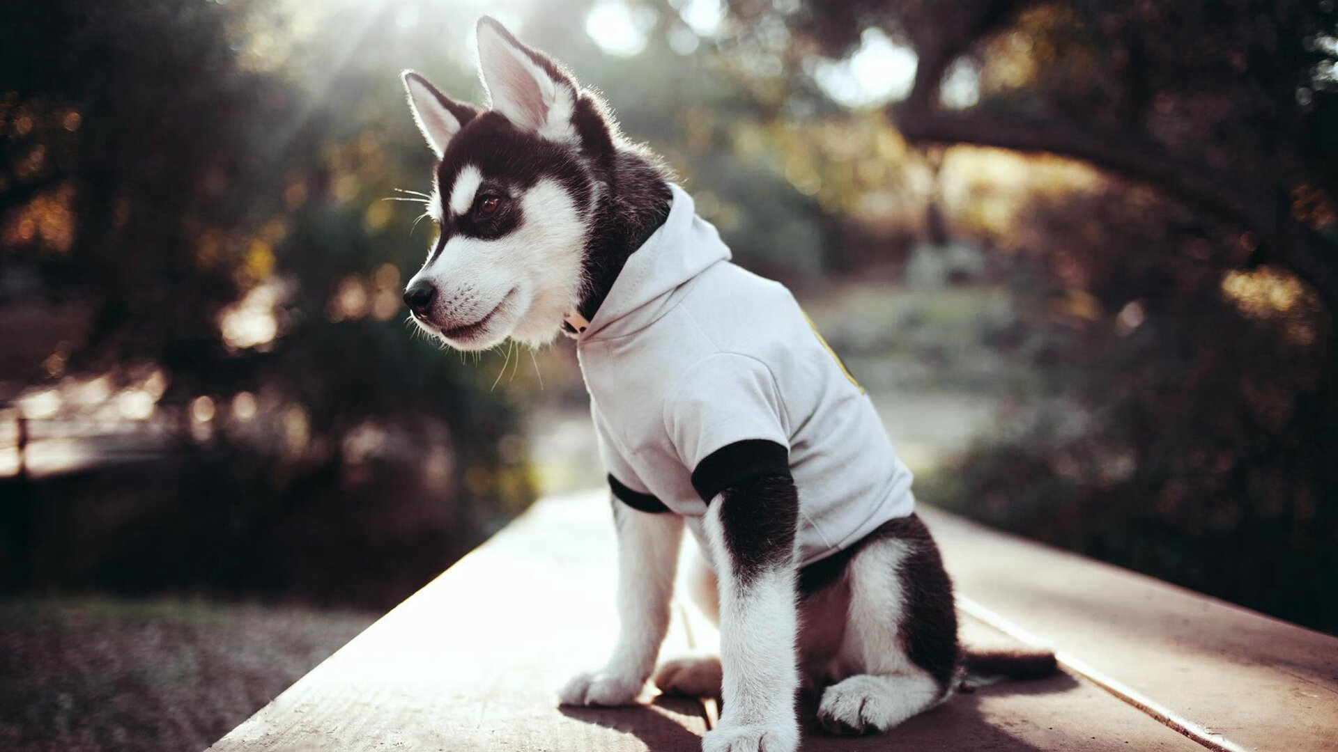 体育新闻中心推动体育赛事版权保护技术研发,体育赛事媒体运行服务