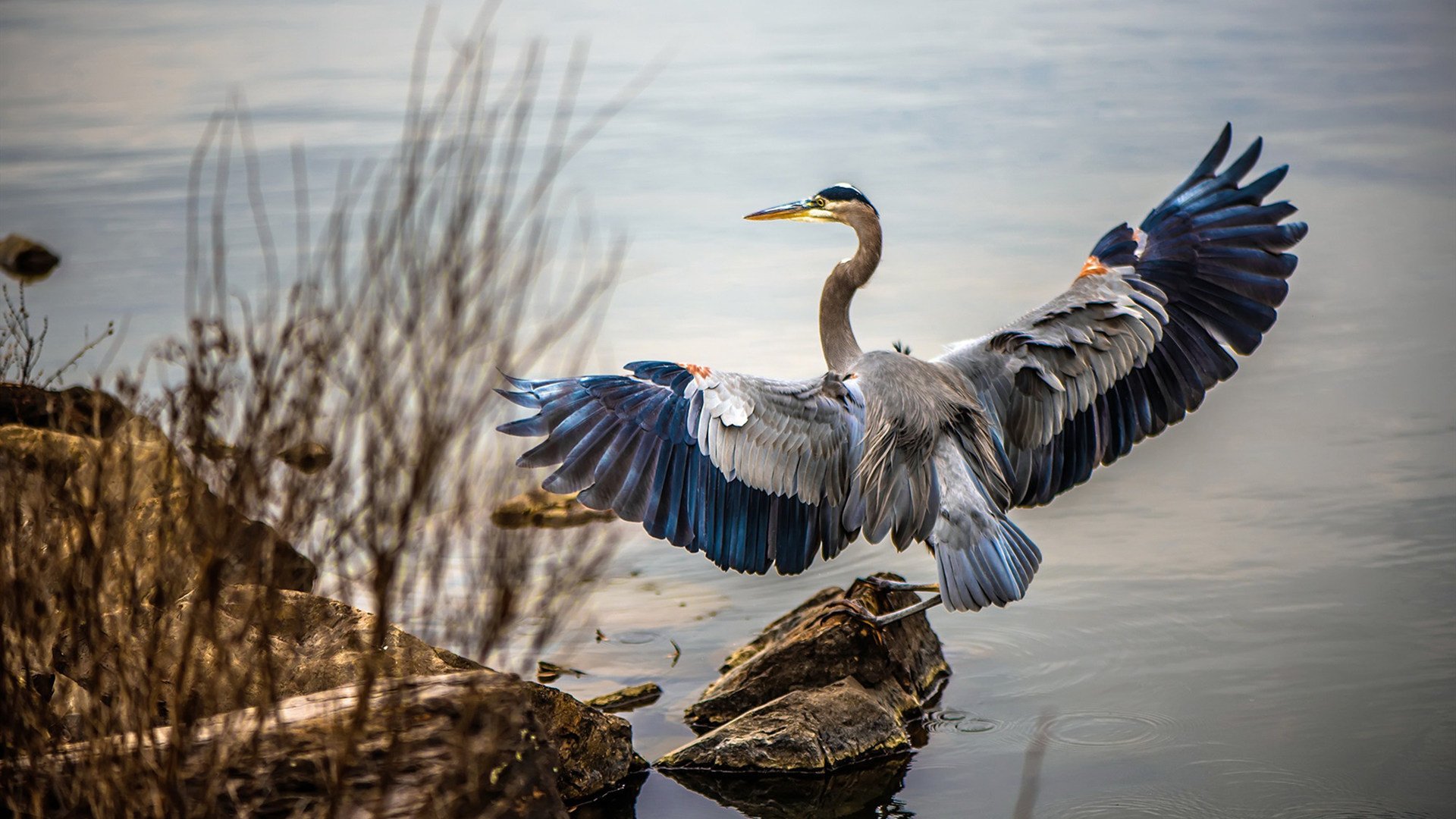 后卫线竞争激烈谁能成为国家队新大脑，后卫什么