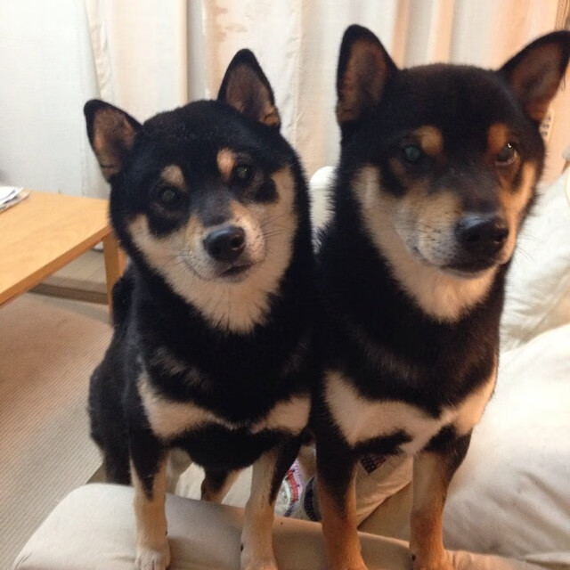 新加坡队的未来发展：如何在全球乒乓赛事中实现更高目标，新加坡乒乓球厉害吗