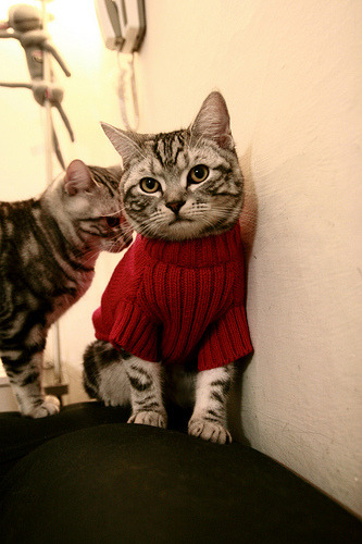 利物浦欧冠赛场迈向更高峰，冲击冠军荣耀