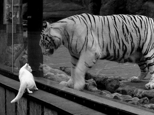 九游网页版官网-意甲迅猛反击：一刹那突破，赢得满堂彩！，意甲sohu