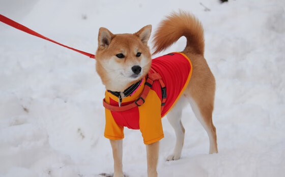 英格兰橄榄球场馆翻新项目启动，英格兰橄榄球超级联赛积分榜