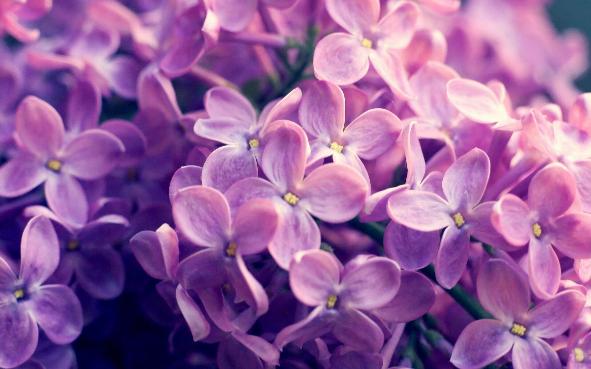 蝶泳冲刺突尼斯女队展现速度，蝶泳女神